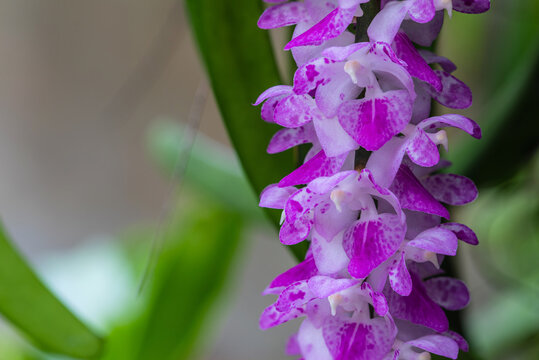 Aerides multiflora Roxb, beautiful natural  orchid in the forest.