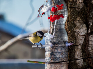Great tit (Parus major) visiting bird feeder made from reused plastic bottle full with grains and...