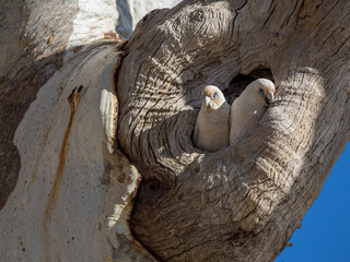 Obraz premium A pair of nesting Little Corella's in the nesting hollow of a Coolabah Tree on Cooper Creek