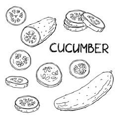 Sketch of cucumber by hand. Set of whole and sliced cucumbers on white background.
