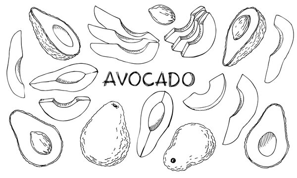 Set of avocado isolated on white background. Hand drawn vector illustrations avocado collection in engraving style. Whole and sliced avocado for your design.