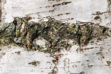 Birch bark close up, macro.