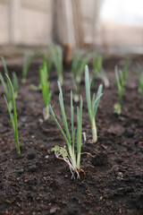 Green onions rise on wet beds close-up, vertical photo.