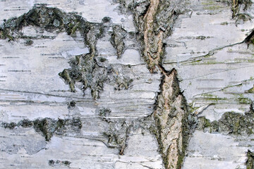Birch bark close up, macro.