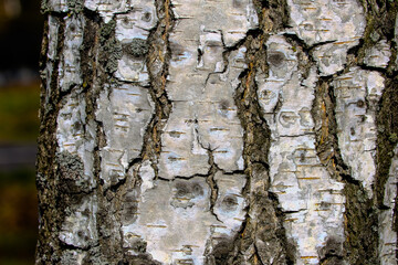 Birch bark close up, macro.