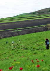 many flowers of Paeonia tenuifolia in the field