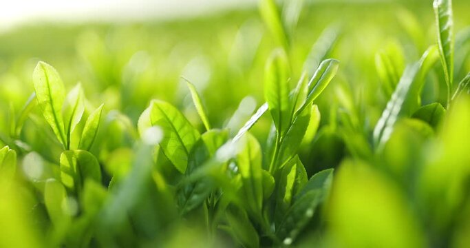 Fresh tea leaves in the field,Closeup and slow motion