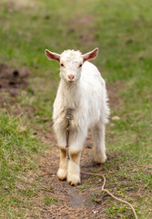 Portrait of a goat in the pasture.