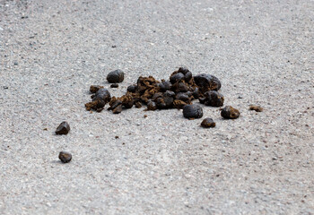 Horse droppings on the road.