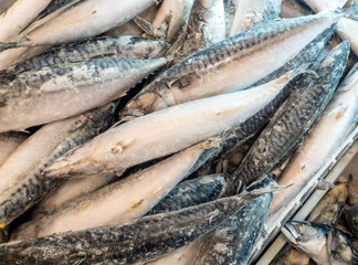 Frozen fish, mackerel sold by weight in a refrigerator container on a store counter.