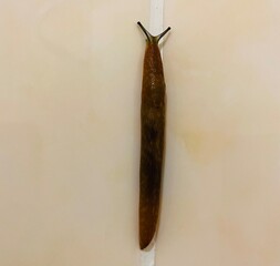 huge slug crawls on the bathroom wall from the tile