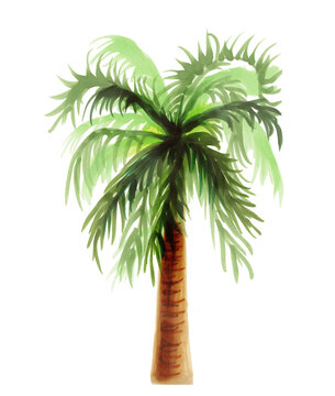 tropical palm tree. Botanical watercolor jungle illustrations, floral elements. exotic palm tree isolated on a white background. Beautiful illustration for textiles.