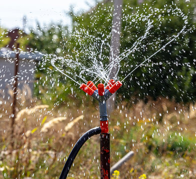 Splashing Water In The Vegetable Garden.