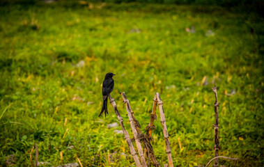 bird on the grass