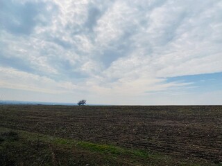 Naklejka na ściany i meble lonely tree in a field against the sky