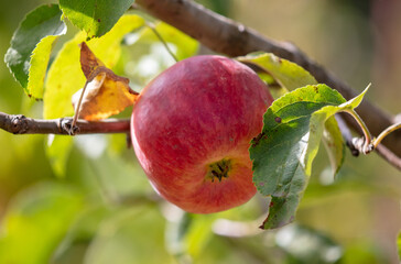 Ripe apples on a tree branch.