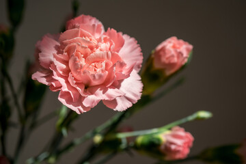 Carnation flower in modern glass wase. Dark background with ray of sunю Macro