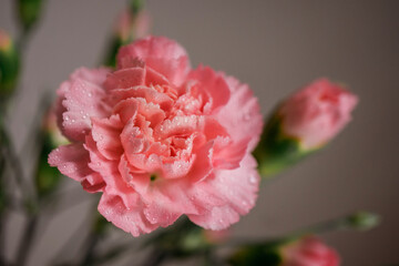Carnation flower with water drops. Macro