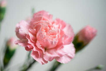 Carnation flower with water drops. Macro