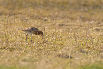 Obraz na płótnie Canvas Male Black-tailed Godwit standing on reeds. Looking for food while walking, green grass in foreground, golden colors