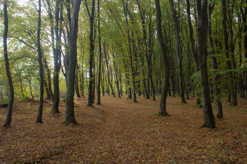 road covered with leaves in the forest