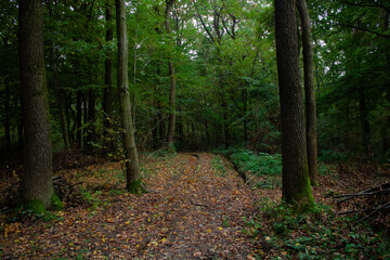 road in the autumn forest 