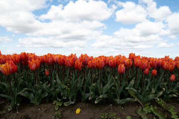 Field of orange tulips. Holland is beautiful.