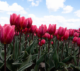 Detail of a pink tulip field
