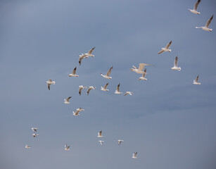 Flock of silver gulls flying across the sky