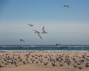 Flock of Common Terns roosting on beach in southern Queensland Australia