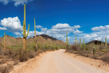 Road trip in Arizona desert with Saguaro cacti in Sonoran Desert, Phoenix, Arizona.