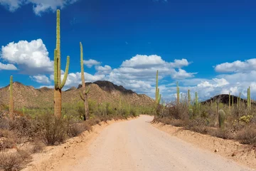Fotobehang Road trip in Arizona desert with Saguaro cacti in Sonoran Desert, Phoenix, Arizona. © lucky-photo
