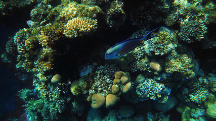 Underwater in coral reef, fish in tropical sea, Red Sea, Egypt.