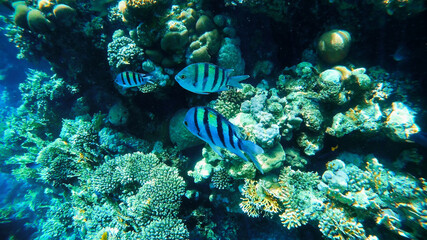 Underwater in colorful coral reef, fish in tropical sea, Red Sea, Egypt.