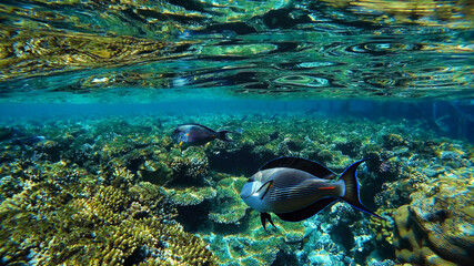 Naklejka na ściany i meble Underwater in colorful coral reef, fish in tropical sea, Red Sea, Egypt.