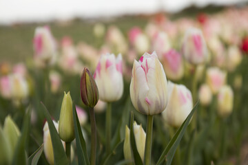 Fototapeta premium tulips in the valley of tulips