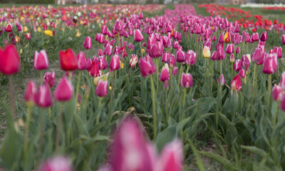 tulips in the valley of tulips