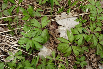 Close-up fresh green leaves of anemones in early spring in a forest during daytime. Forest's ground with old leaves.