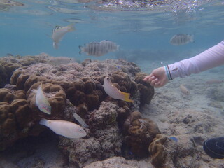 グァム　シュノーケリング