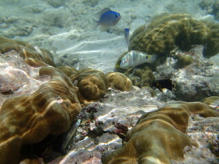 グァム　シュノーケリング