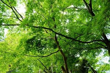 癒しの緑　青もみじ　風景