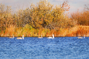 A flock of swans swims on autumn lake