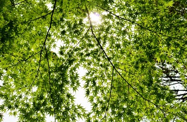 癒しの緑　青もみじ　風景