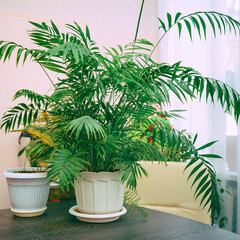 Houseplant Hamedorea elegant in pot on the table