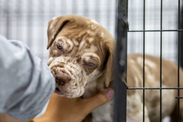 A puppy with a wrinkled face Pitbull, poor, fat, lying in a cage. Cute face wants to come out for a...