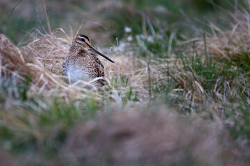 The common snipe - Gallinago gallinago is a small, stocky wader native to the Old World.