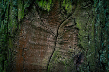 Beautiful green tree bark background. Moss cover on tree bark background.