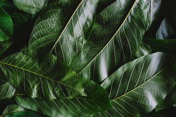 Fototapeta premium Green walnut leaves background. Beautiful dark green background wallpaper.