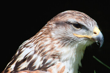 Königsbussard (Buteo regalis)