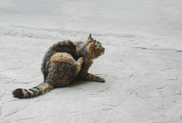 Fototapeta premium Brown tabby cat sitting on a gray road and itches from fleas. The concept of Pets and their care.